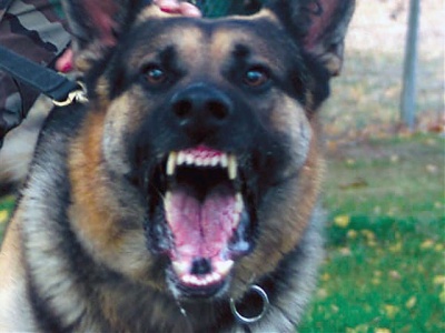 Asesoría Gratuita con los Mejores Abogados Cercas de Mí de Lesiones por Mordidas de Perro o Mascotas en Elgin
